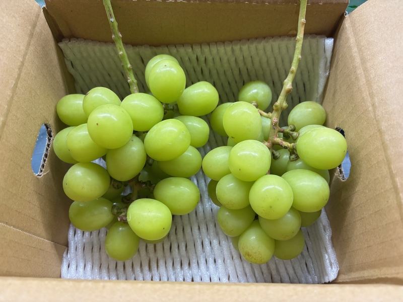 ＊シャインマスカット 家庭用(900g以上 /2房)＊