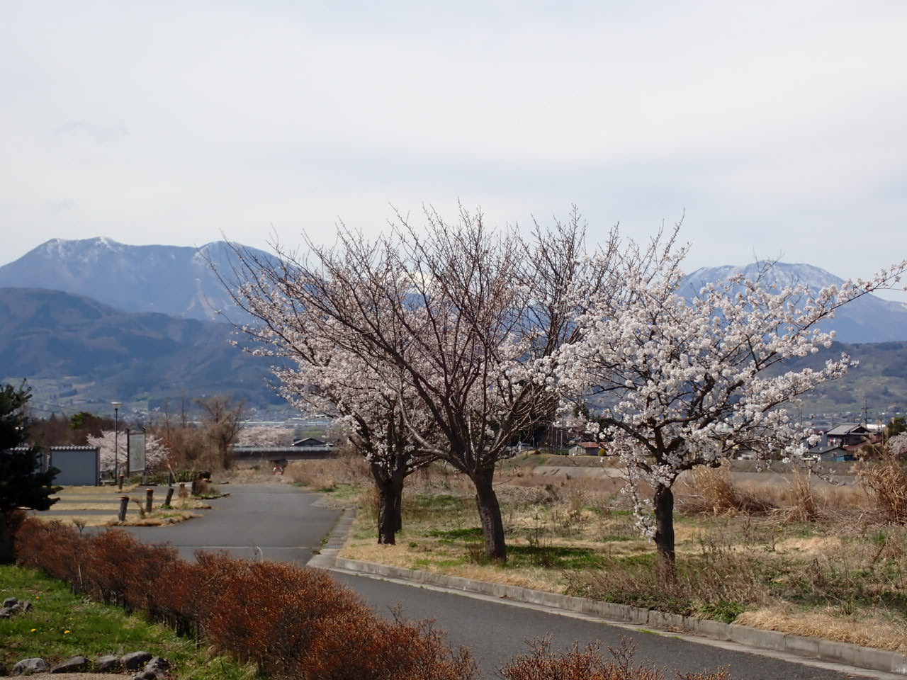 桜_飯綱山と黒姫山