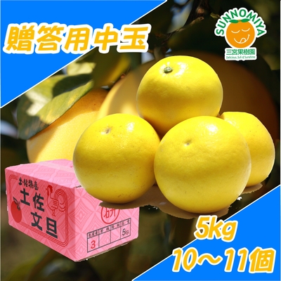 土佐文旦贈答用中玉　5kg