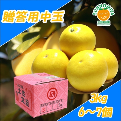 土佐文旦贈答用中玉 3kg