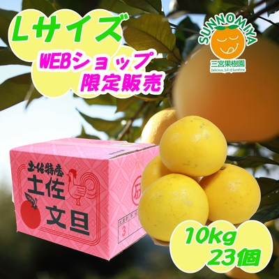 土佐文旦Lサイズレギュラー10kg  WEBショップ限定品