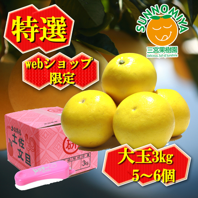 土佐文旦特選大玉3kg ムッキーちゃん付き