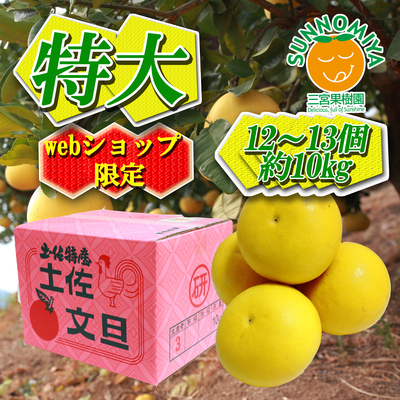 土佐文旦特大　約10kg　12～13個