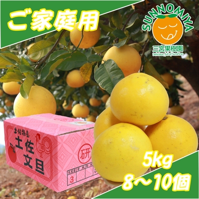 土佐文旦ご家庭用5kg 8～10個