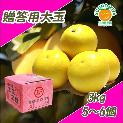 土佐文旦贈答大玉3kg
