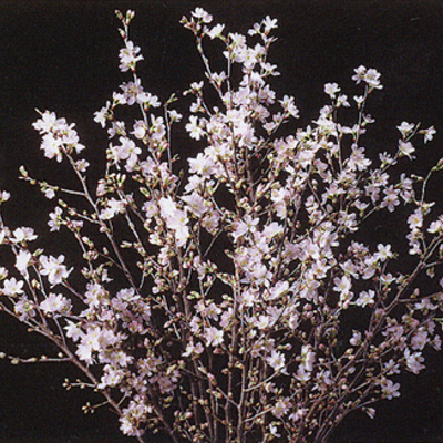 啓翁桜  8本入
