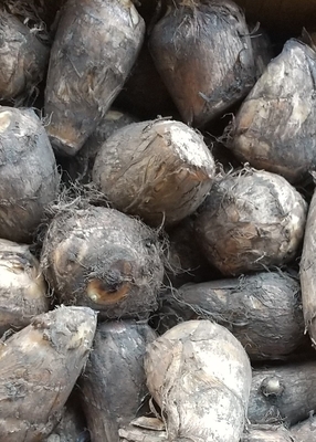 土付里芋約3kg