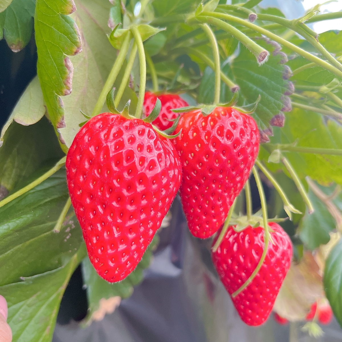 大粒イチゴを使ったあきひめ・果肉入りミルク・とうくんジェラート3種6