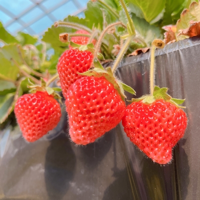 大粒イチゴを使ったあきひめ・果肉入りミルク・とうくんジェラート3種6