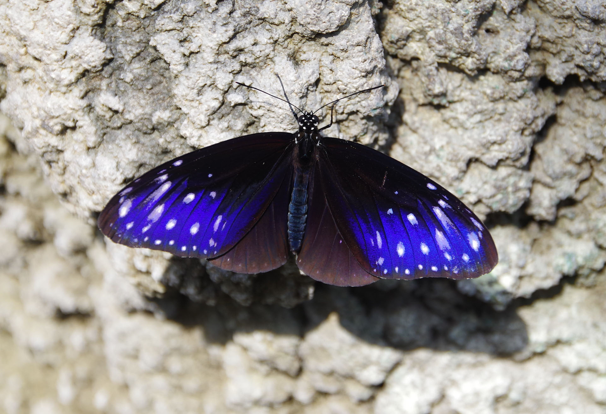 ツマムラサキマダラ54頭 ツマムラサキマダラ54頭 2025年最新】ツマムラサキマダラの人気