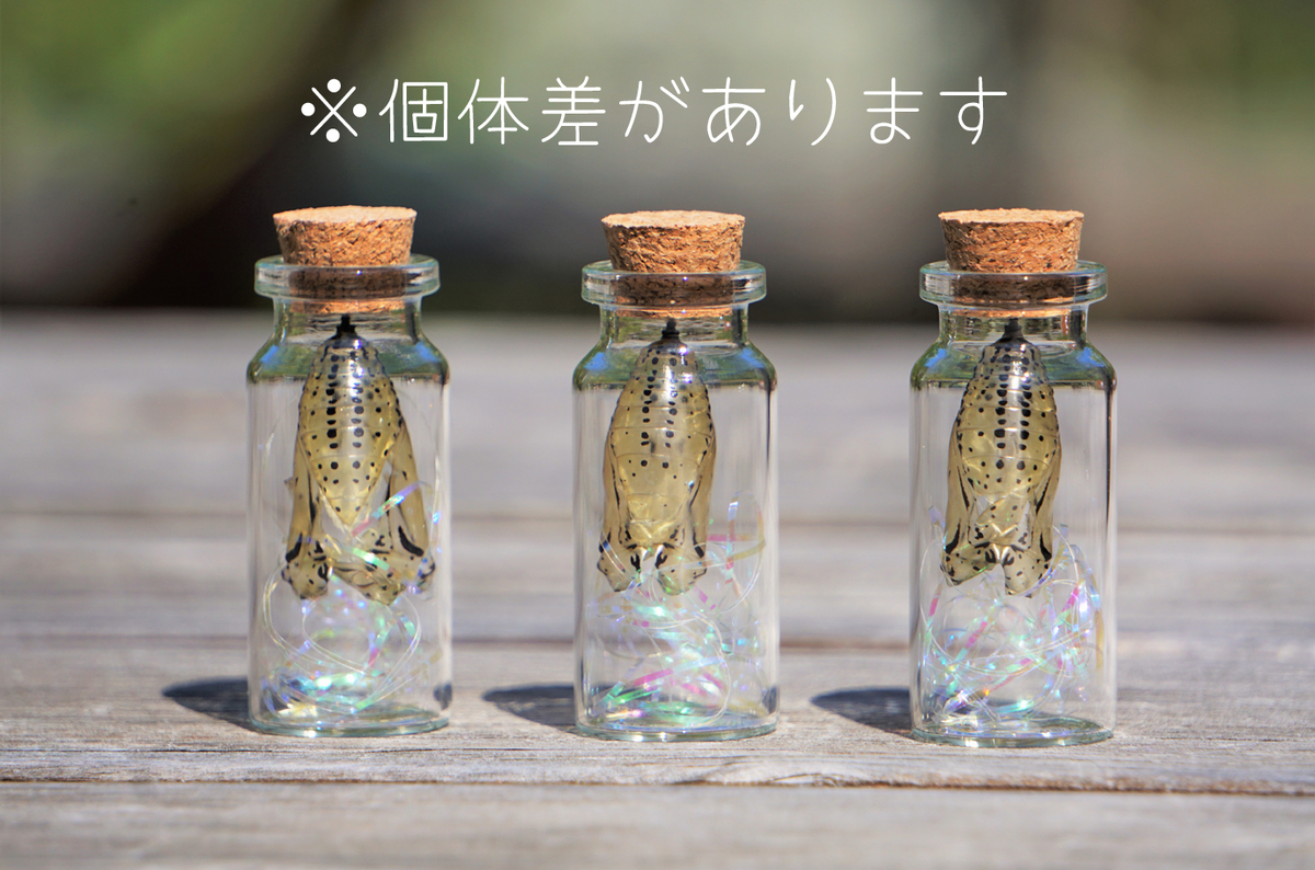 生物園オリジナル】オオゴマダラのさなぎのぬけがら | 生物園