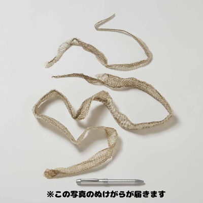 【生物園オリジナル】まるまる一本！アオダイショウのぬけがら