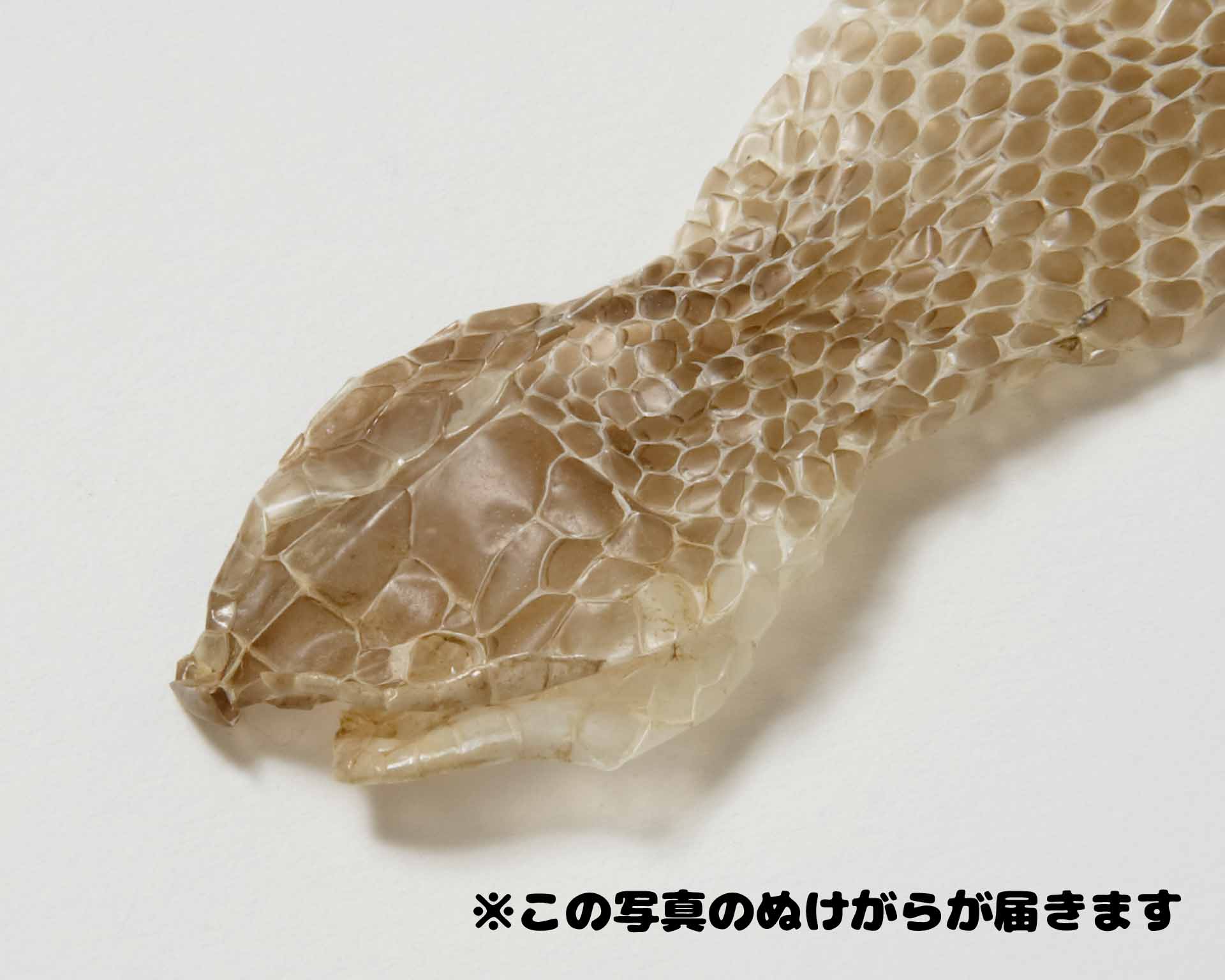 生物園オリジナル】まるまる一本！サキシママダラのぬけがら | 生物園