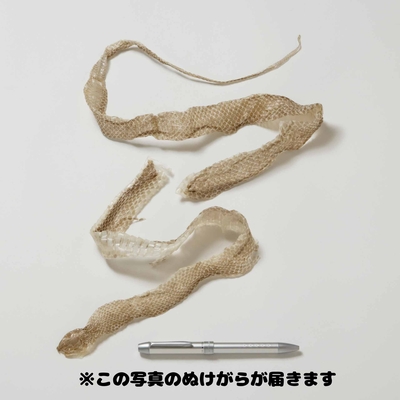 超特大！！アルビノヘビの抜け殻 ▸ヘビのぬけがら | 生物園オンラインショップ