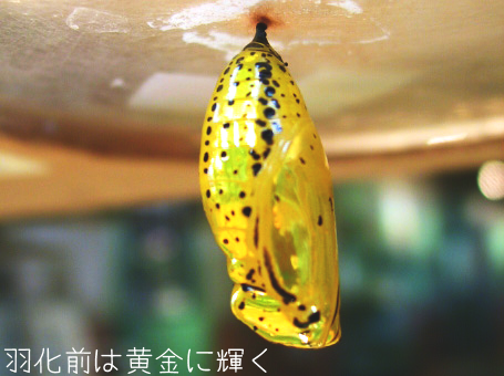生物園オリジナル】オオゴマダラのさなぎのぬけがら | 生物園