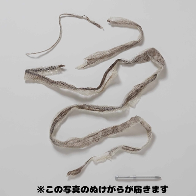 【生物園オリジナル】まるまる一本分！コースタルカーペットニシキヘビのぬけがら