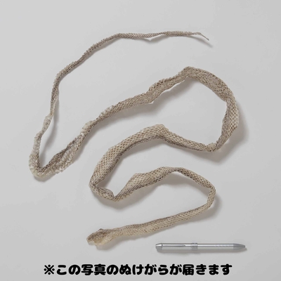 【生物園オリジナル】まるまる一本！アオダイショウのぬけがら