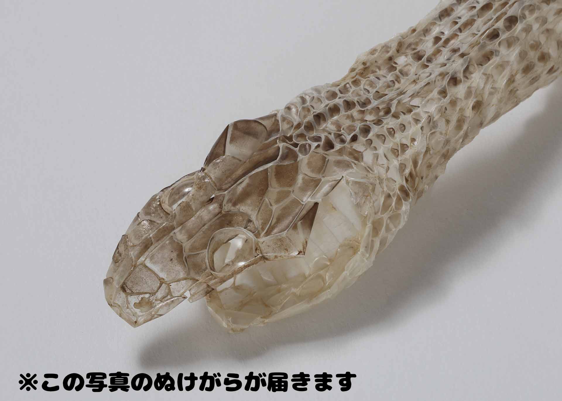 生物園オリジナル】まるまる一本！アオダイショウのぬけがら | 生物園