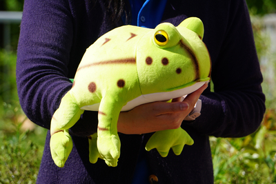 巨大！ベルツノガエルのぬいぐるみ | 生物園オンラインショップ