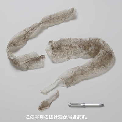 【生物園オリジナル】脱皮一回分！ボールニシキヘビのぬけがら