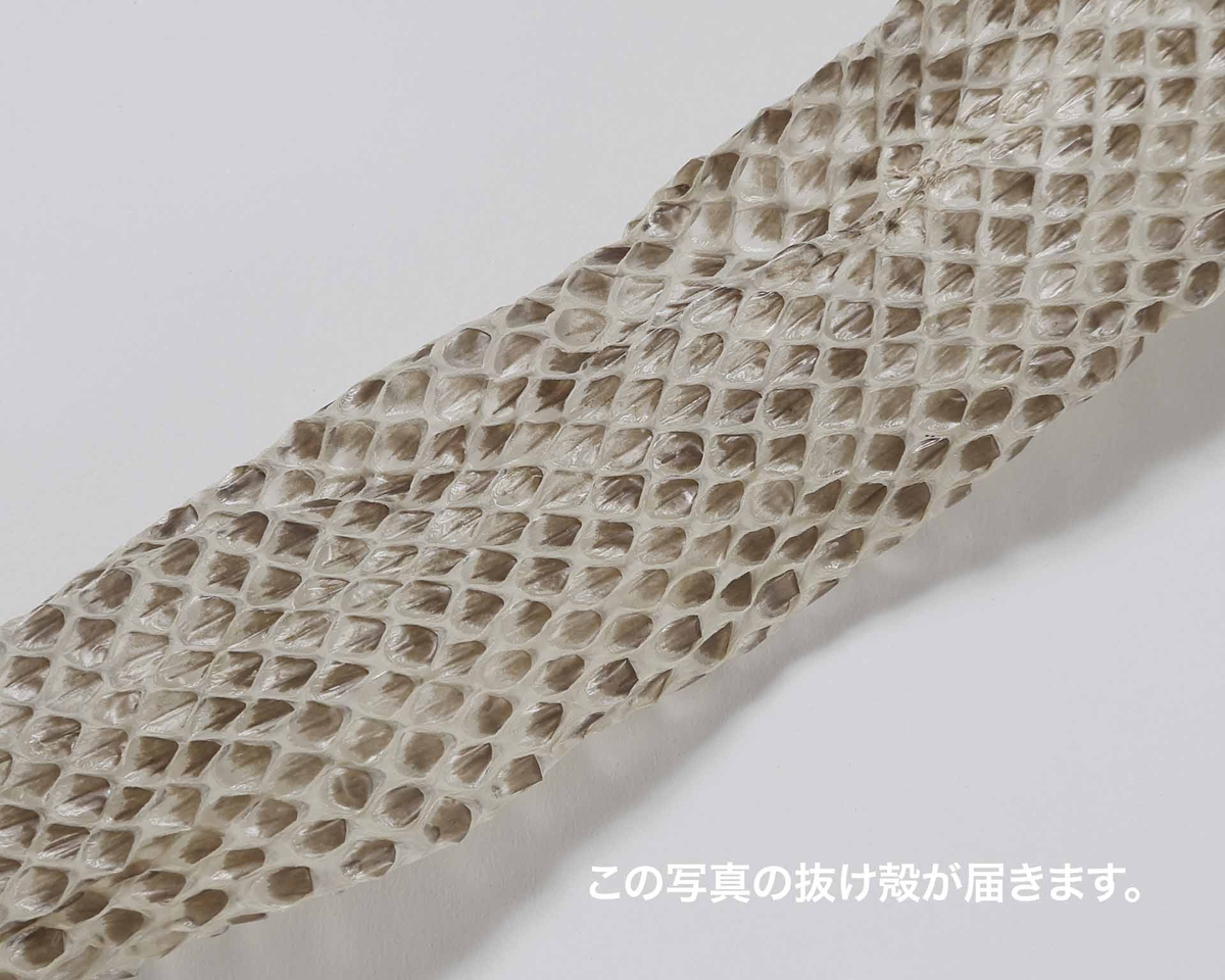 生物園オリジナル】まるまる一本！アオダイショウのぬけがら | 生物園