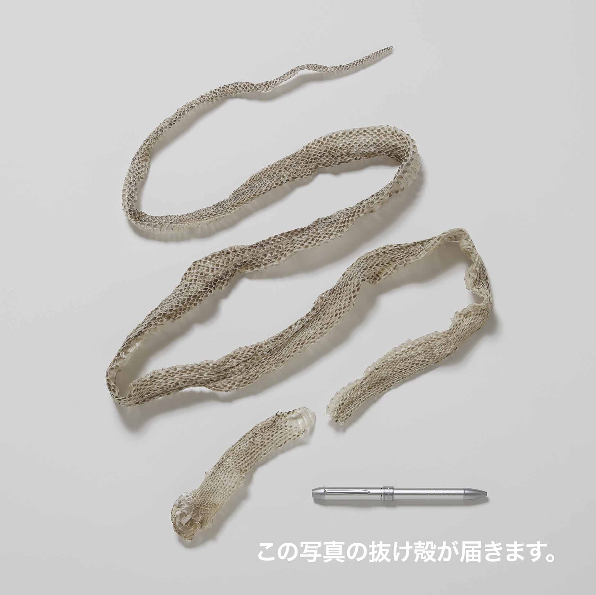 生物園オリジナル】まるまる一本！アオダイショウのぬけがら | 生物園