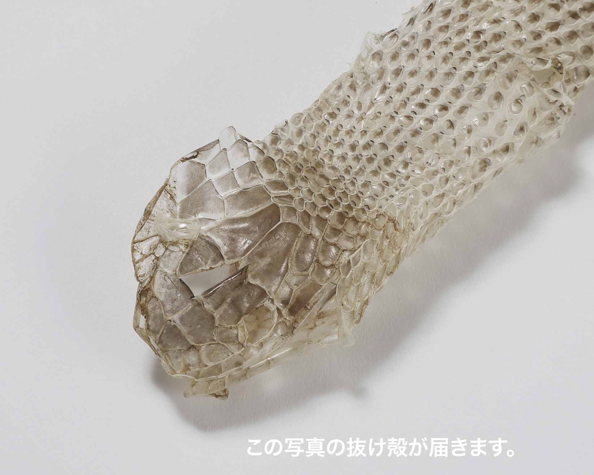 生物園オリジナル】まるまる一本！アオダイショウのぬけがら | 生物園