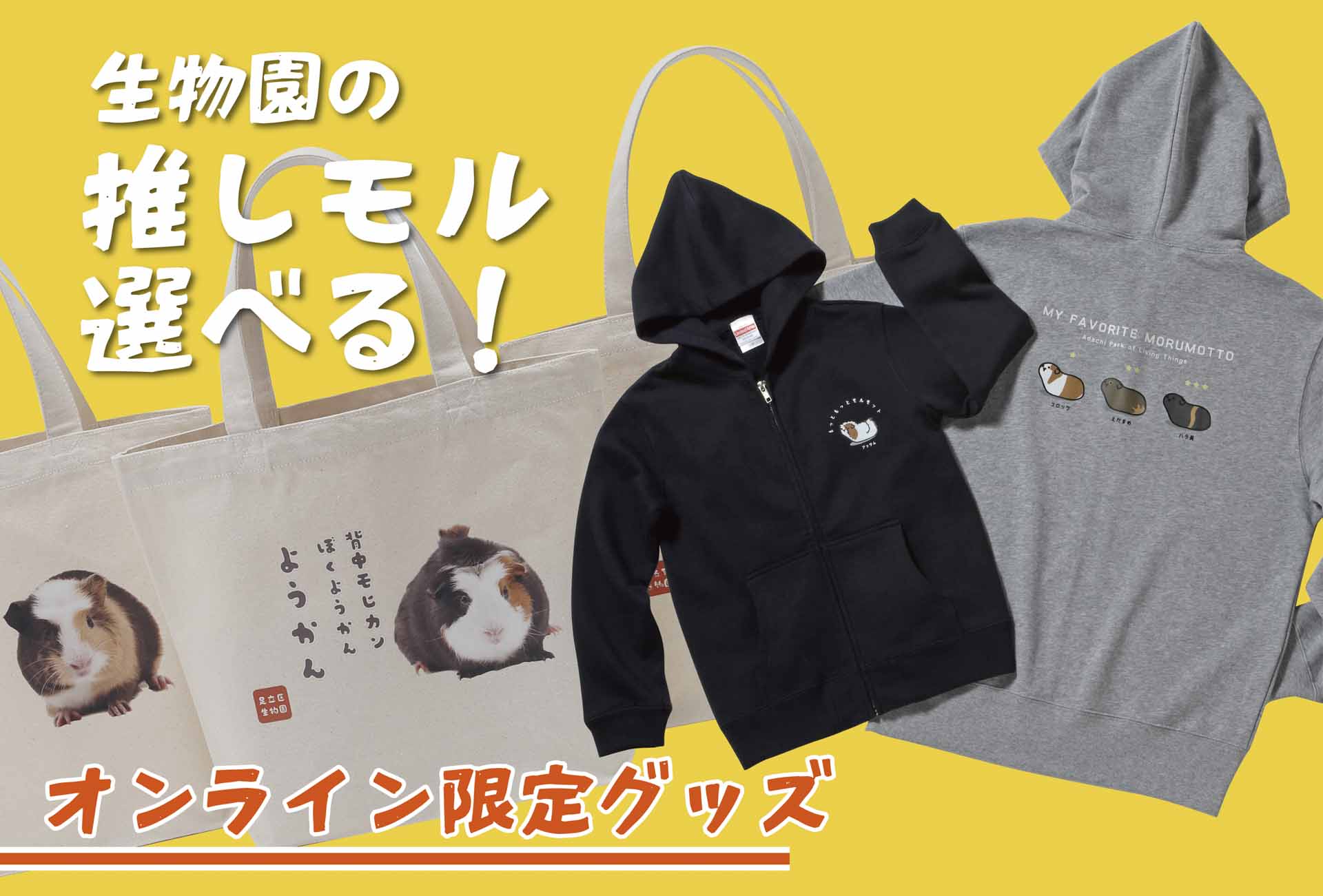 モルモットオンライン限定