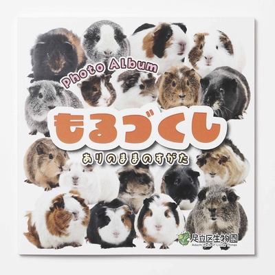 【オリジナル】もっともっとモルモットPhoto Album～もるづくし～（10/21新発売）