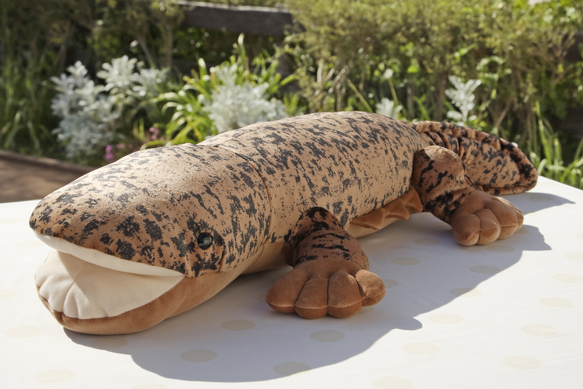オオサンショウウオ大外