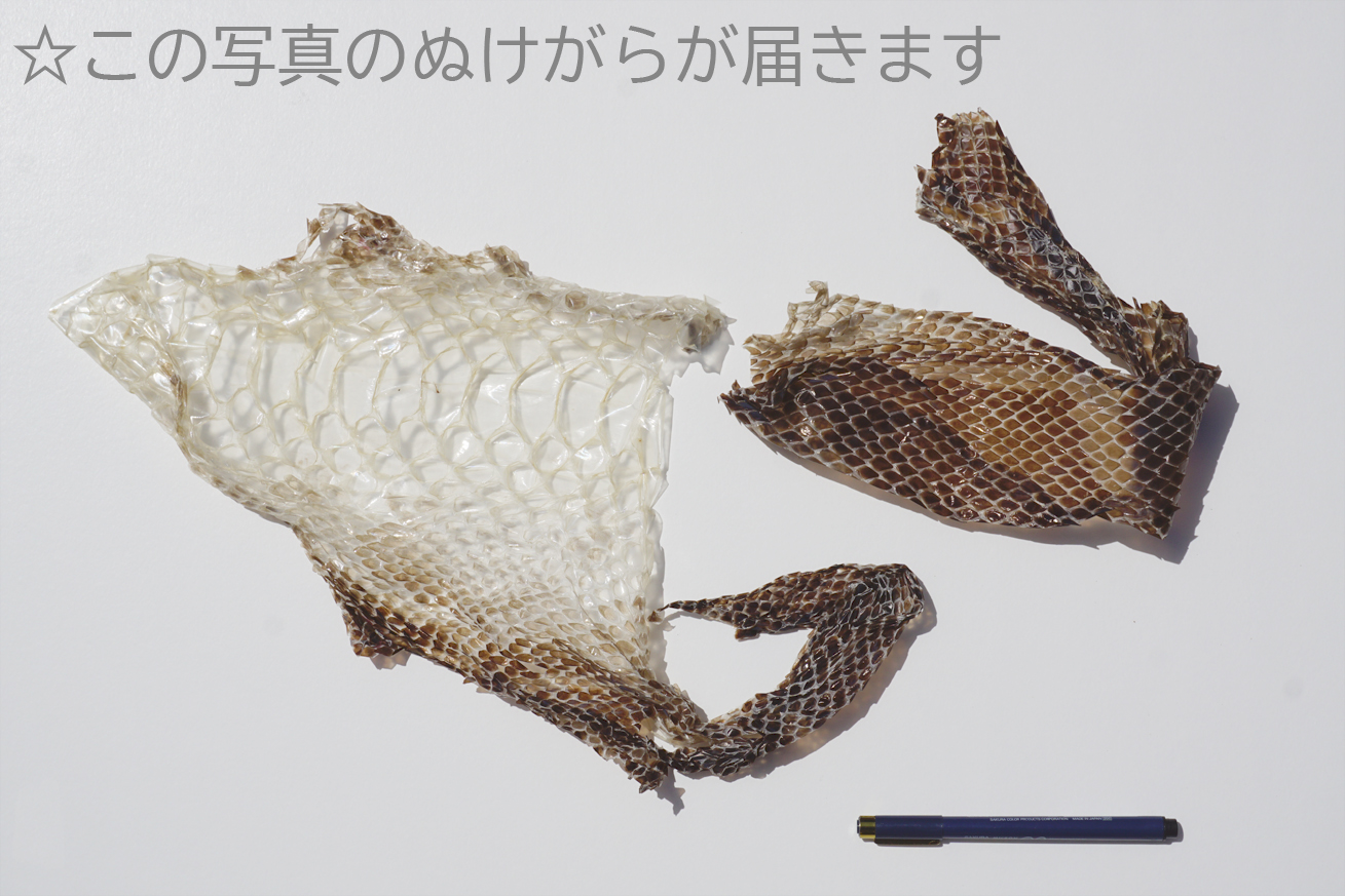 生物園オリジナル 一点もの ビルマニシキヘビのぬけがら 生物園オンラインショップ