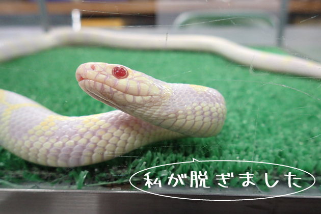 超特大！！アルビノヘビの抜け殻 カリフォルニアキングヘビ（アルビノ