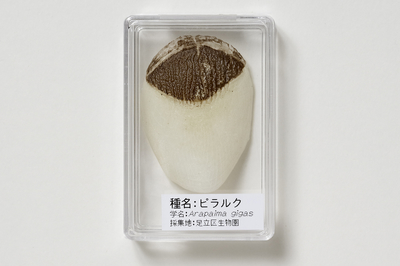 カリフォルニアキングヘビ（アルビノ）のぬけがら | 生物園オンライン