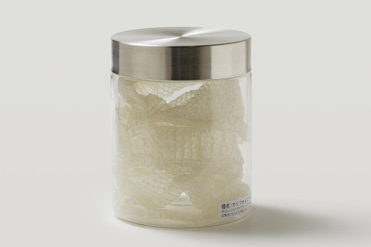 超特大！！アルビノヘビの抜け殻 超希少！黄金に輝く幻のヘビが見つかる…茶色から白の色素が抜け