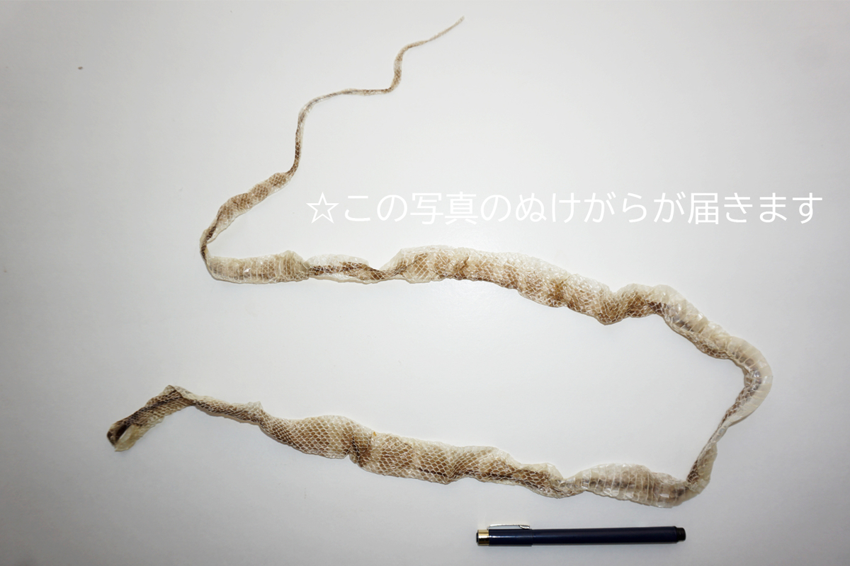 生物園オリジナル】まるまる一本！アカマタのぬけがら | 生物園