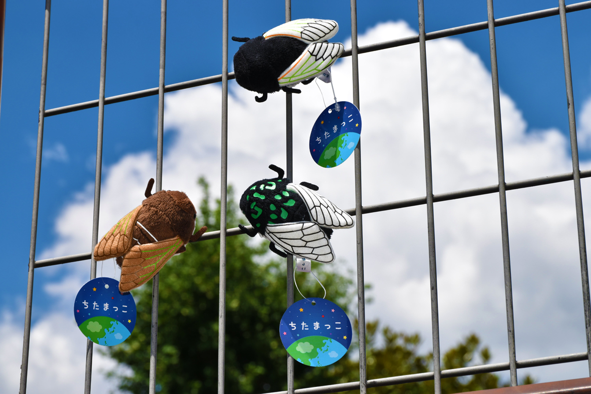 セミのぬいぐるみ【マグネット】 | 生物園オンラインショップ