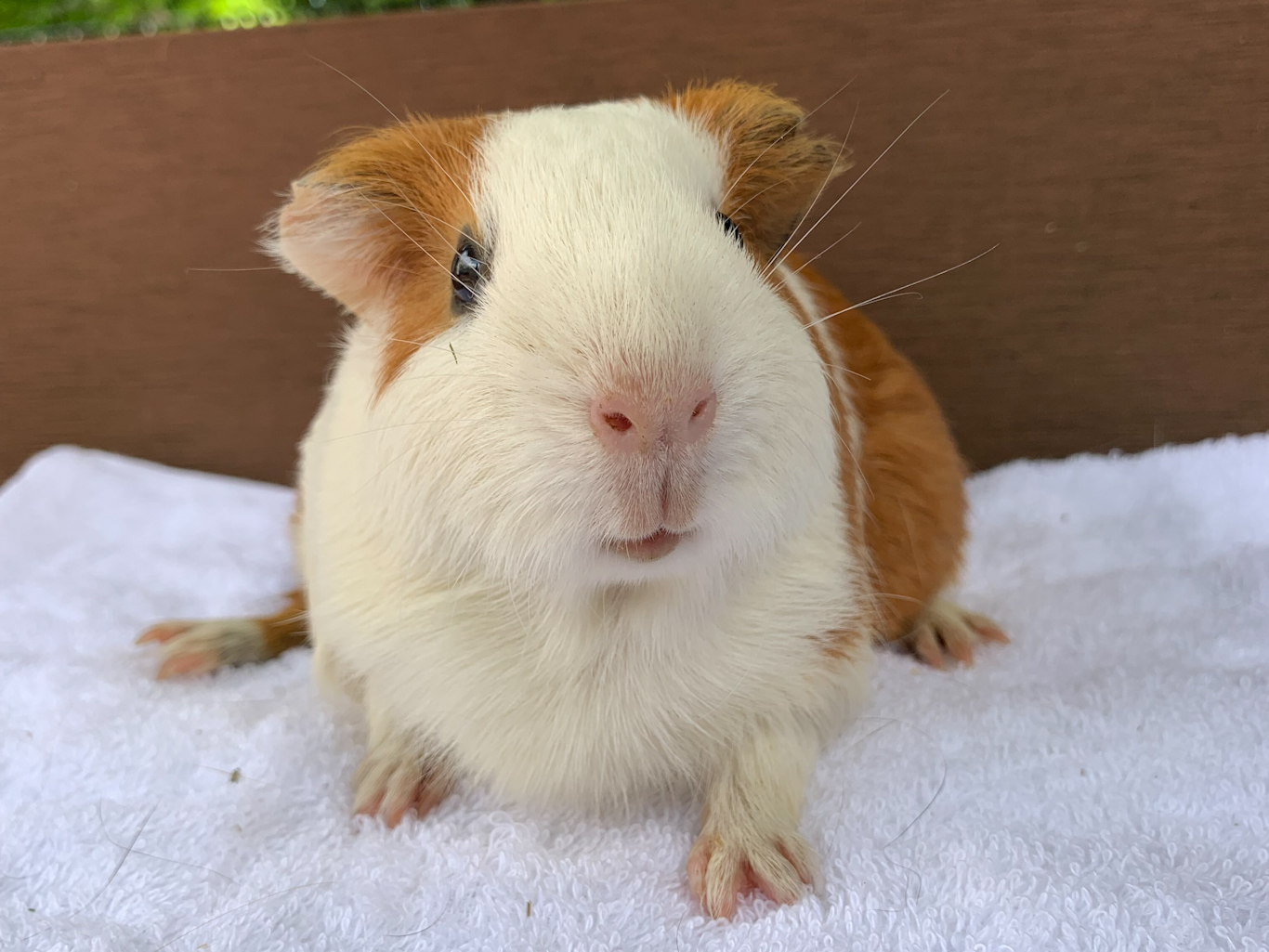 モルモットのぬいぐるみ | 生物園オンラインショップ