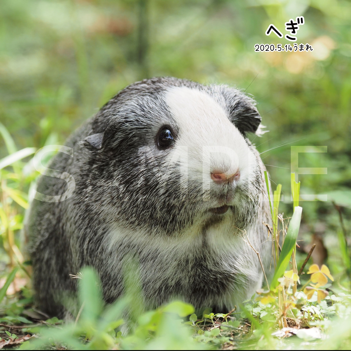 生物園オリジナル】生物園写真集② ～もっともっとモルモット