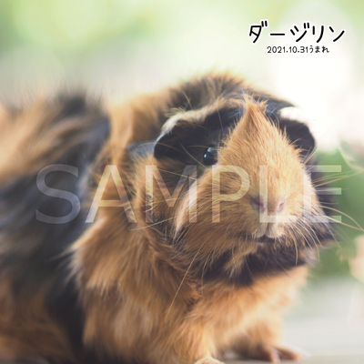 モルモット 生物園オリジナル】生物園写真集② ～もっともっとモルモット