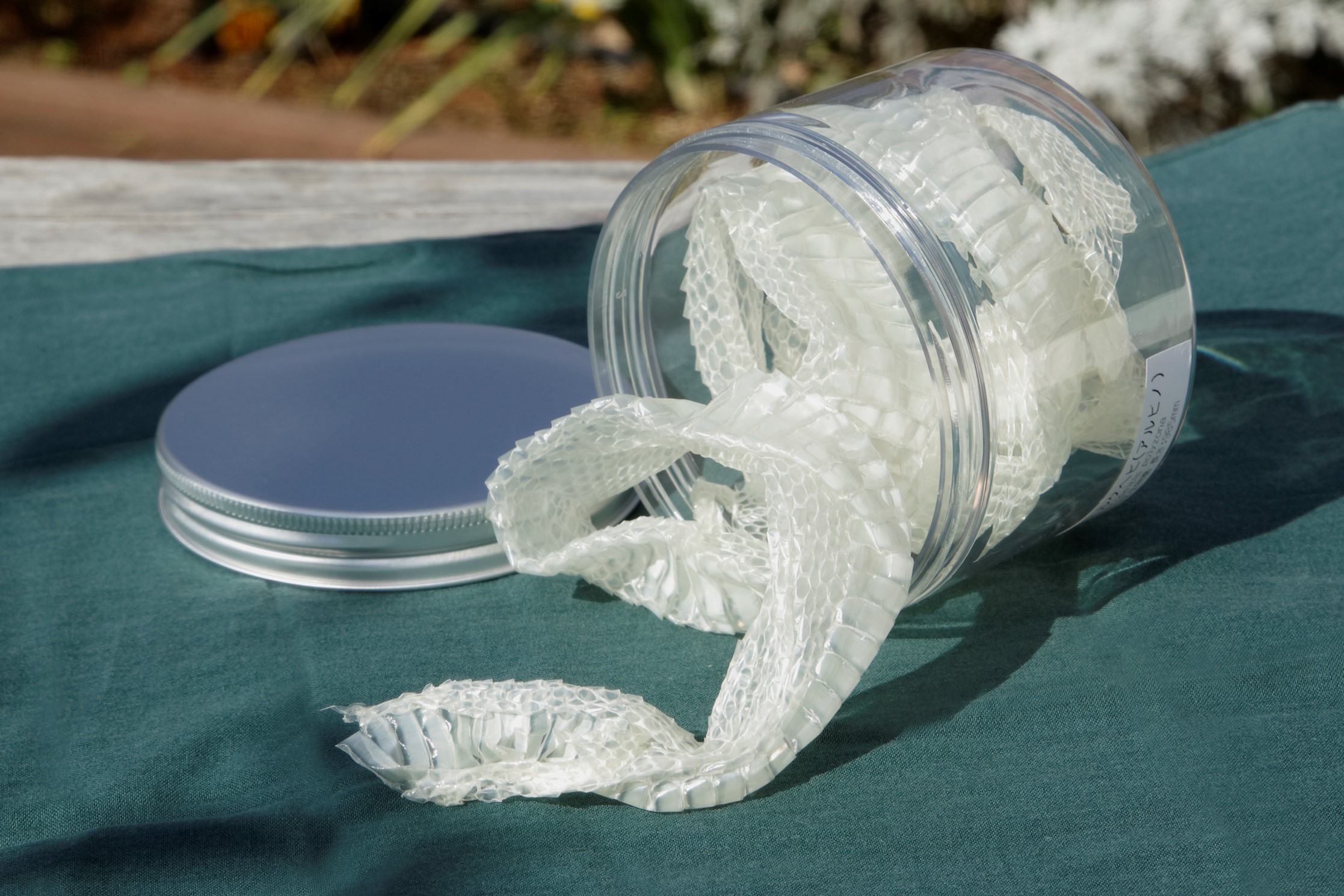 生物園オリジナル まるまる一本 ミルクヘビ アルビノ のぬけがら 生物園オンラインショップ