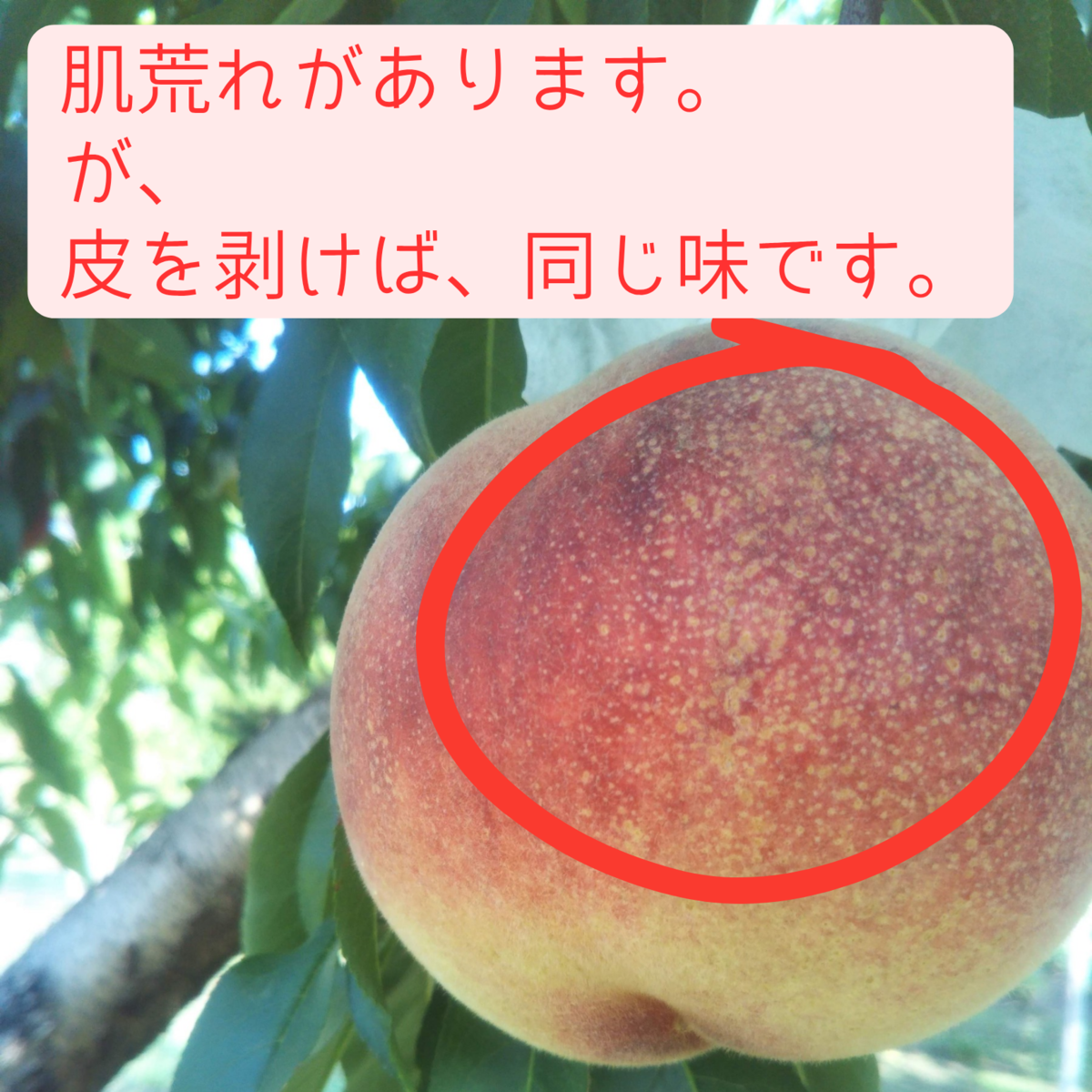 ワッサー 通販 産地直送 信州産 農家直送の新鮮なももを食べるなら