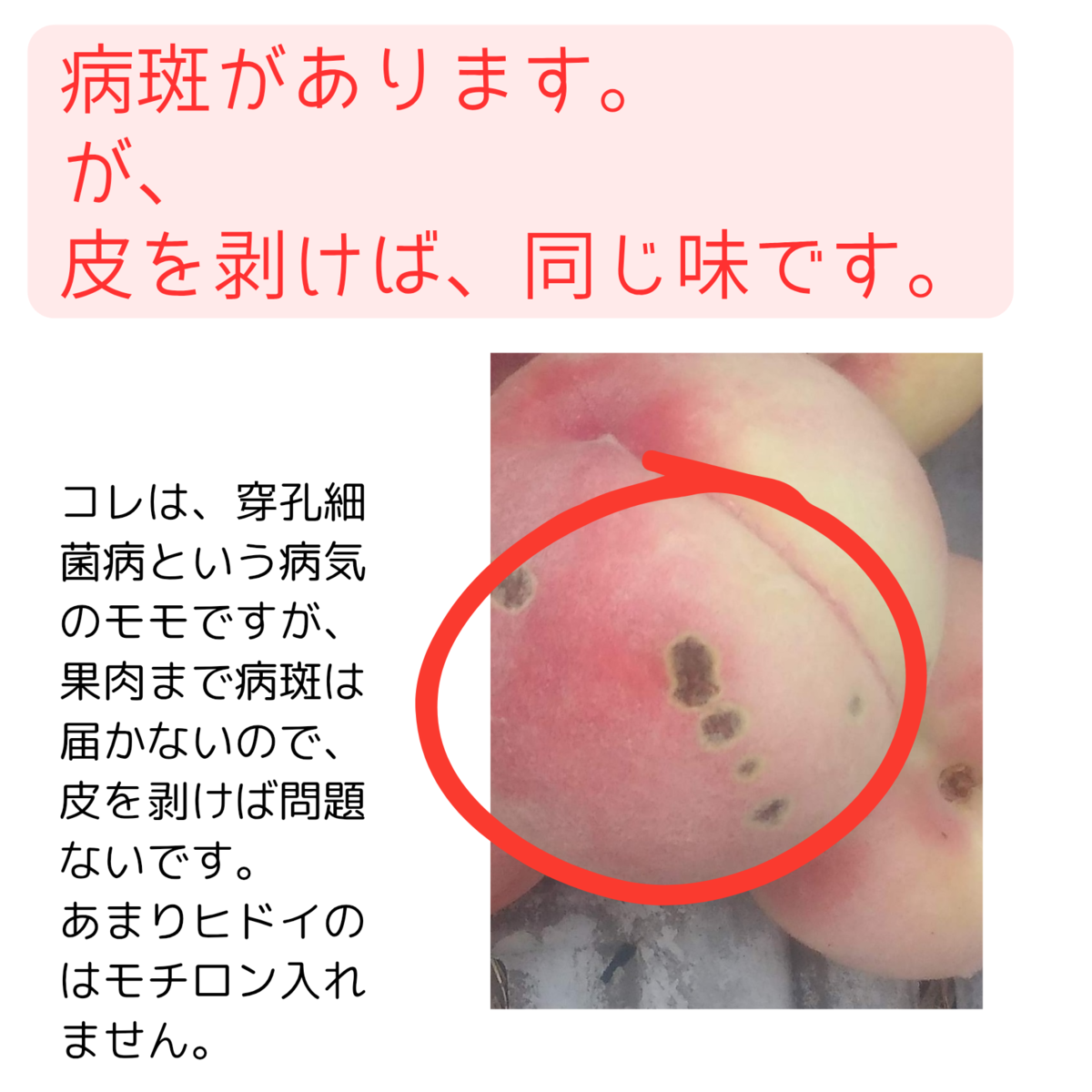 ワッサー 通販 産地直送 信州産 農家直送の新鮮なももを食べるなら