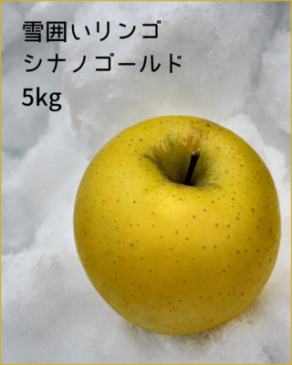 雪囲いリンゴ：シナノゴールド 5kg箱（20玉前後）