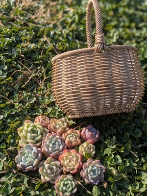 No.32　多肉植物寄せ植えセット(DOLCE&rsquo;S-succulent)