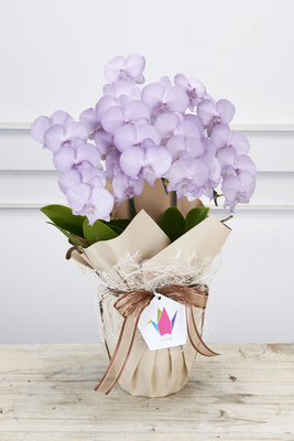 No.29　染色ミディコチョウランMIYABI　スミレ