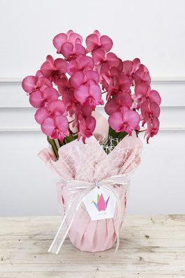 No.28　染色ミディコチョウランMIYABI　ボルドー