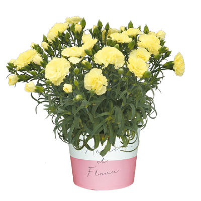 No.23　ルミナリア