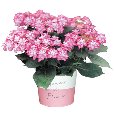 No.26　アジサイ「ひな祭り」