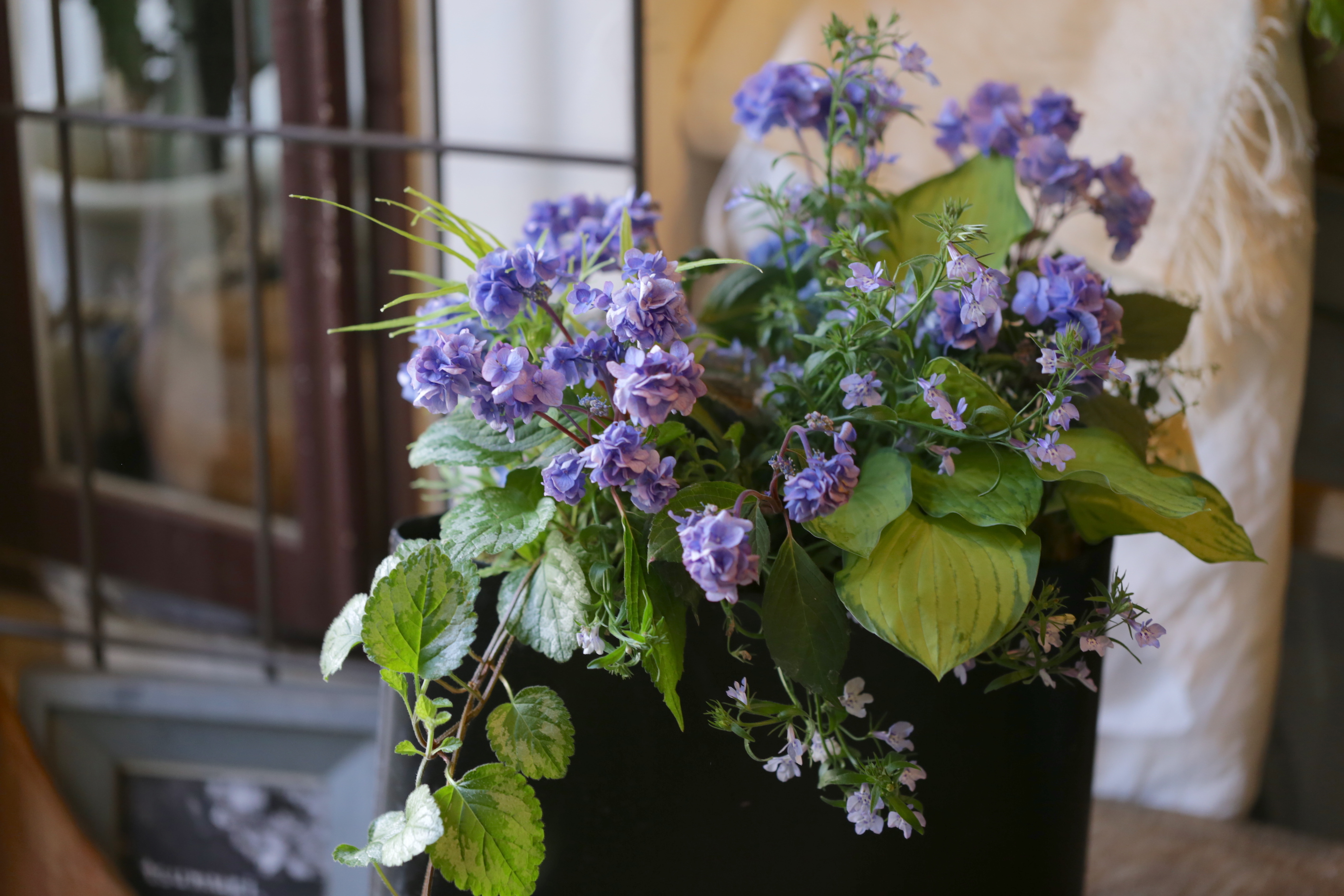 山紫陽花の寄せ植え | tsumugi．