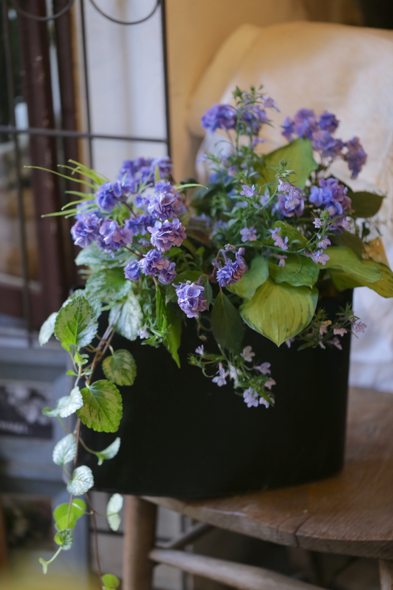 山紫陽花の寄せ植え | tsumugi．